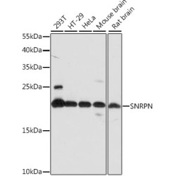 SNRPN Rabbit pAb