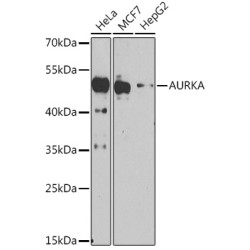 AURKA Rabbit pAb