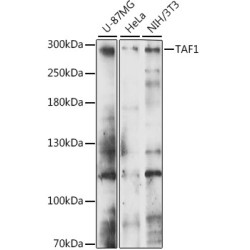 TAF1 Rabbit pAb