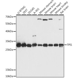 TPI1 Rabbit pAb
