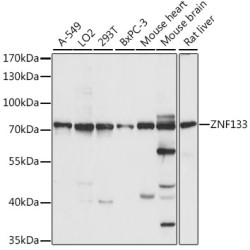ZNF133 Rabbit pAb