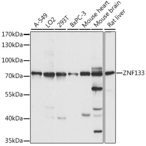 ZNF133 Rabbit pAb