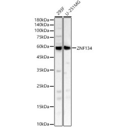 ZNF134 Rabbit pAb