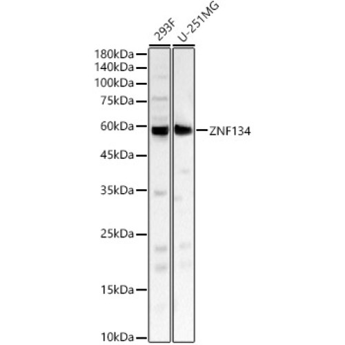ZNF134 Rabbit pAb