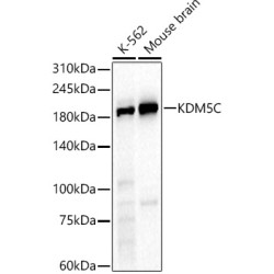 KDM5C Rabbit pAb