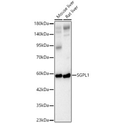 SGPL1 Rabbit pAb