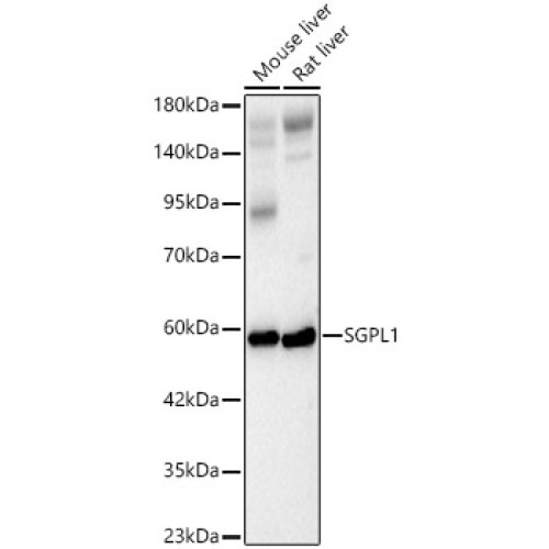SGPL1 Rabbit pAb