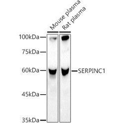 SERPINC1 Rabbit pAb