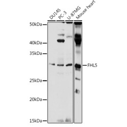 FHL5 Rabbit pAb