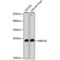 MED20 Rabbit pAb