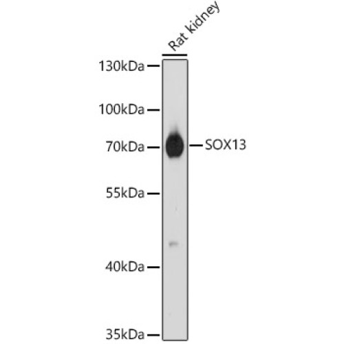 SOX13 Rabbit pAb