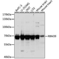 RBM39 Rabbit pAb