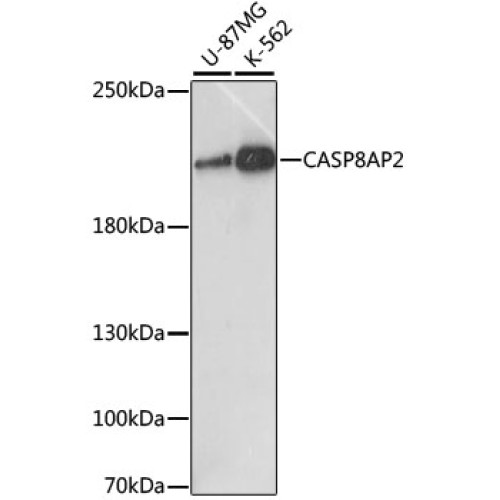 CASP8AP2 Rabbit pAb