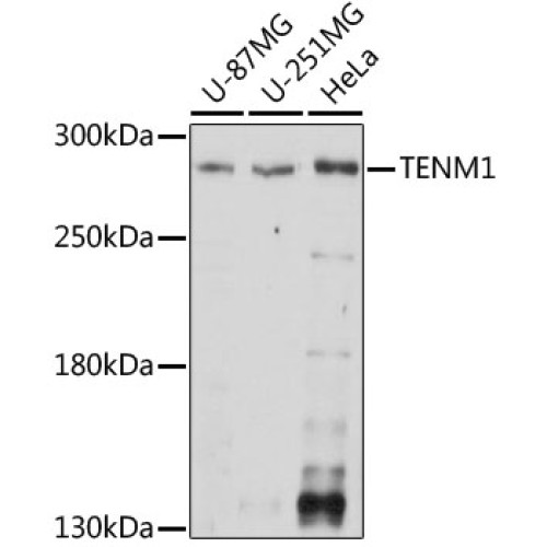 TENM1 Rabbit pAb