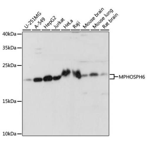 MPHOSPH6 Rabbit pAb