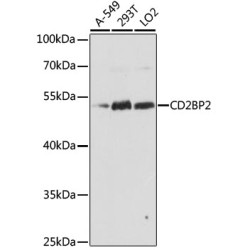 CD2BP2 Rabbit pAb