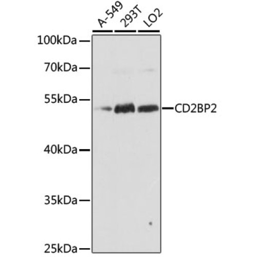 CD2BP2 Rabbit pAb
