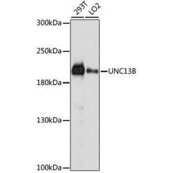 UNC13B Rabbit pAb