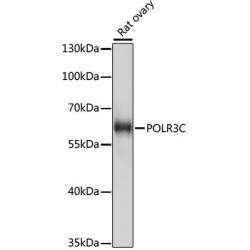 POLR3C Rabbit pAb