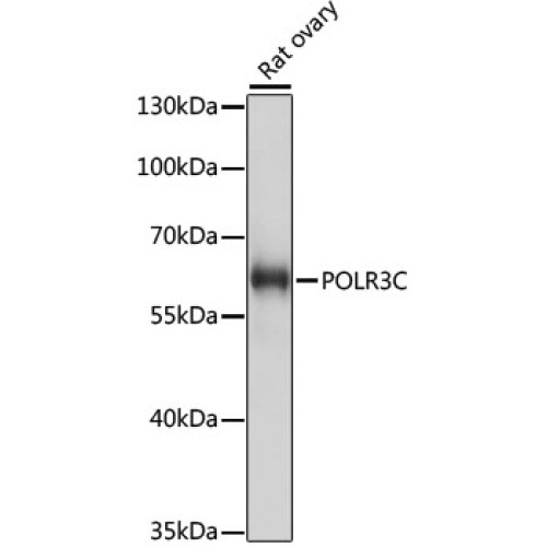 POLR3C Rabbit pAb