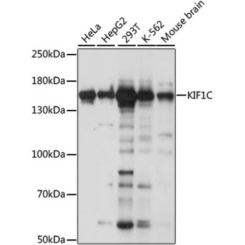KIF1C Rabbit pAb