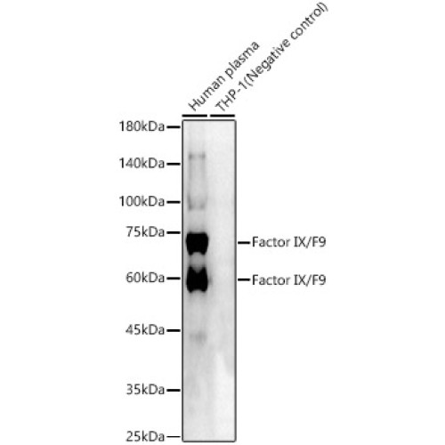 Factor IX / F9 Rabbit pAb