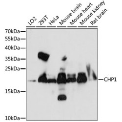 CHP1 Rabbit pAb