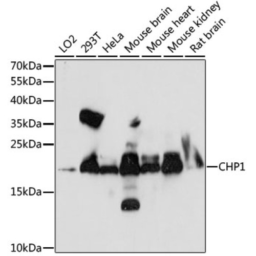 CHP1 Rabbit pAb
