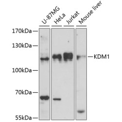 KDM1 Rabbit pAb