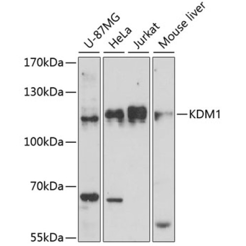 KDM1 Rabbit pAb