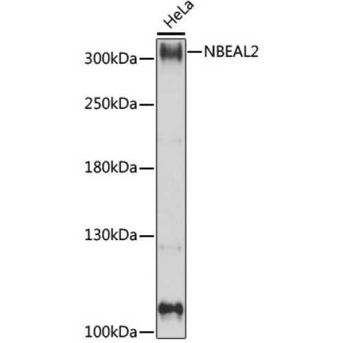 NBEAL2 Rabbit pAb