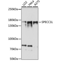 SPECC1L Rabbit pAb