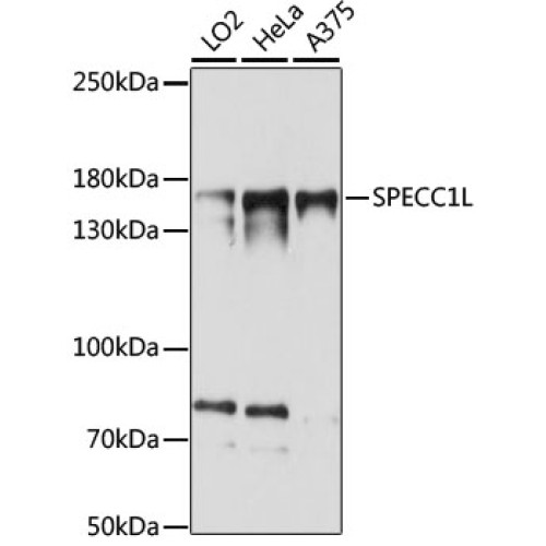 SPECC1L Rabbit pAb