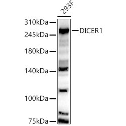 DICER1 Rabbit pAb