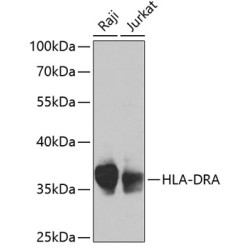 HLA-DRA Rabbit pAb
