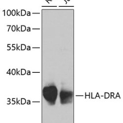 HLA-DRA Rabbit pAb
