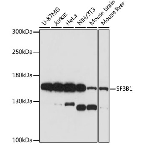 SF3B1 Rabbit pAb