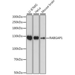RABGAP1 Rabbit pAb