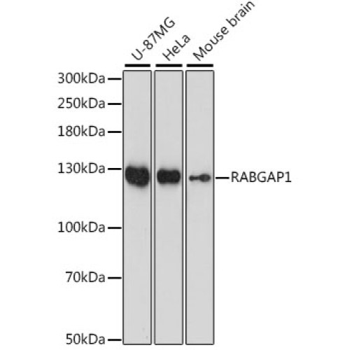RABGAP1 Rabbit pAb