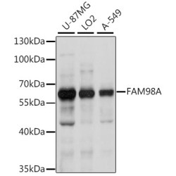 FAM98A Rabbit pAb