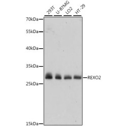 REXO2 Rabbit pAb