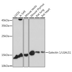 Galectin 1/LGALS1 Rabbit pAb
