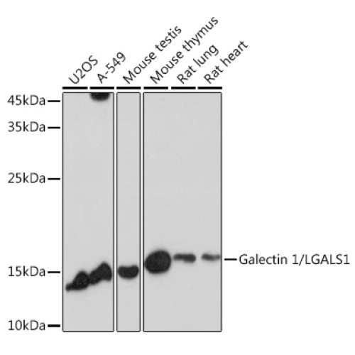 Galectin 1/LGALS1 Rabbit pAb
