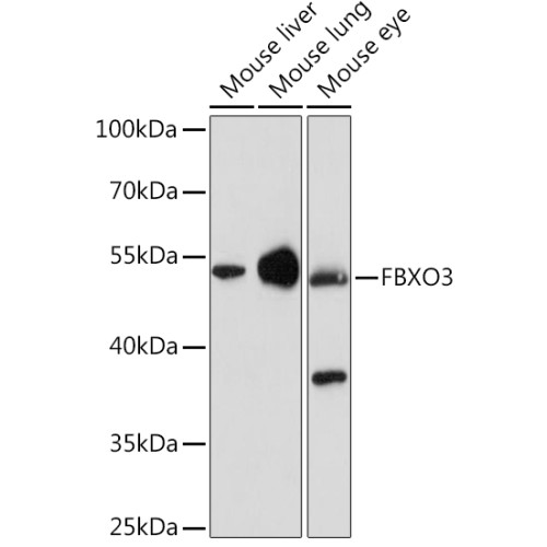 FBXO3 Rabbit pAb