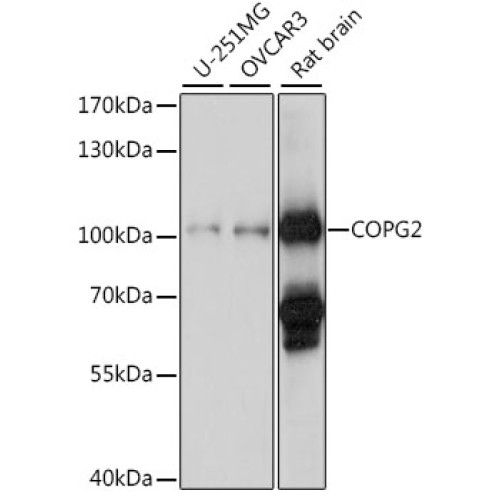 COPG2 Rabbit pAb