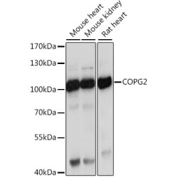 COPG2 Rabbit pAb
