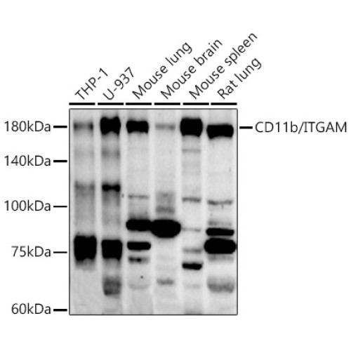 CD11b/ITGAM Rabbit pAb