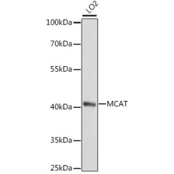 MCAT Rabbit pAb