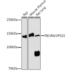 PIK3R4/VPS15 Rabbit pAb