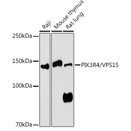 PIK3R4/VPS15 Rabbit pAb